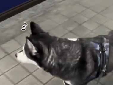 イヌが店の前を通りかかる。自動ドアの中に猫がいる？ → 犬はこうなった…