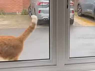 ネコが窓の外にいた。私が窓を開ける → 猫、バックオーライです…
