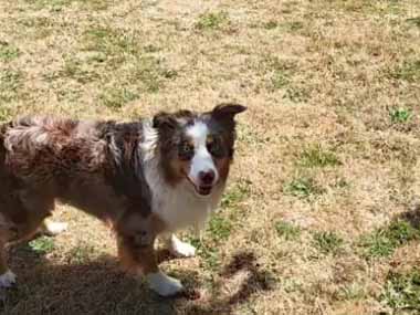 イヌは待っていた。飼い主がフリスビーを投げる → 犬、このダッシュです…