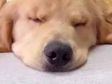 イヌの頭をペシペシ叩くマシーン。これは虐待か！？ → いいえ、犬は毎日こうやって寝るのがお気に入りです…