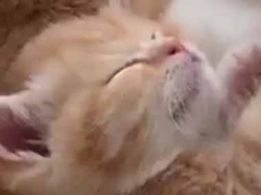 【子猫】 パパとママが会話をしていた。安心して眠れるね → 子猫は真ん中でスヤスヤです…