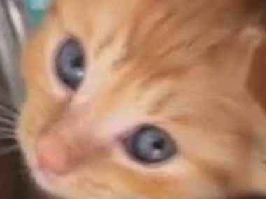 【子ネコ】 ３種類のキャットフードを買ってきた。どれがお好みですか？ → ３匹の子猫はこうなった…
