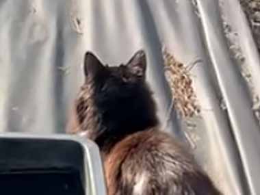 ２羽の鳥が水を飲んでいた。そこにネコがやってくる。動いたらやられる！ → 鳥はこうなります…