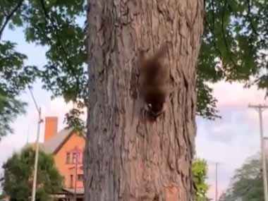 毛玉たちは学校の時間かな？ 行ってきま～す♪ → アライグマの子供たちはこんな様子です…