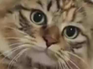 ネコの姿が見当たらない。私が引き出しを「バタンっ」と閉じる → 猫、召喚です…