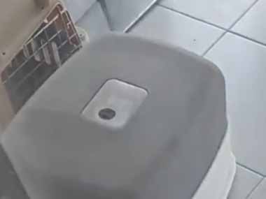 猫がトイレを済ませた。これは新種の生き物ですか？ → 猫亀はこちらです…