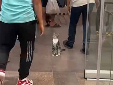 １匹の猫がショッピングモールの出口にいた。またお越しくださいませ♪ → 猫好きは明日も来るでしょう…