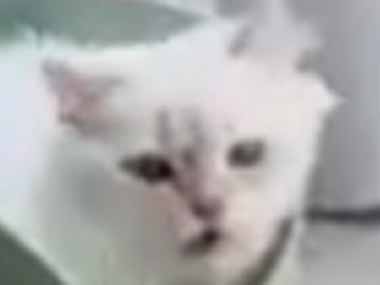 最近のネコはどうやって散歩するの？ らくちんだなぁ♪→ 令和の猫はこうします…