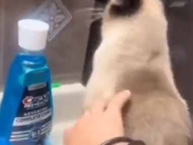 うちのネコの背中を触ってみた。ちょんっ♪ そんなにイヤだったの？ → 猫はこうします…