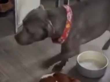 イヌの朝ゴハンが少し遅くなった。早く早く早くぅ！ → 犬は無言でこうします…