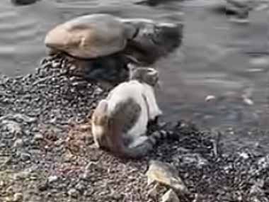 ネコが水際でじっとしていた。何をしているのかな？ 今だっ！ → 猫はこうした…