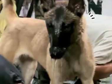 イヌと「息止め勝負」をしてみた。なんか人間の様子がおかしいぞ？ → 犬、ズルを見抜きます…