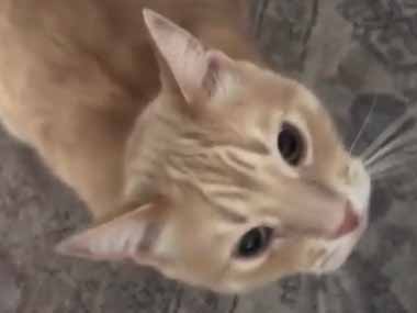 ネコのお気に入りのブランケットがいつもの所にない。どこに置いたの？ → 猫、飼い主に詰め寄ります…