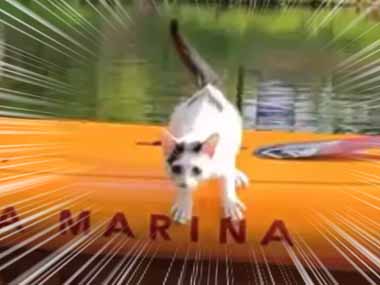 ネコは水が苦手。濡れるなんてもってのほかだ！ → こちらの猫は例外のようです…