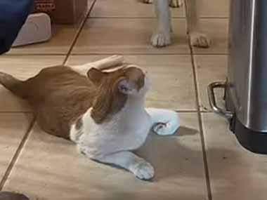 ネコが床でくつろいでいた。怖くて通れないのかな？ → 同居犬はこうなります…