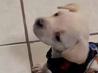 子犬がドッグフードを食べない。ちゃんと味をつけてよぉ → 飼い主はこうします…