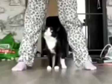 うちのネコが足元にいた。私が腕で輪っかを作ってみる → 猫はこうします…