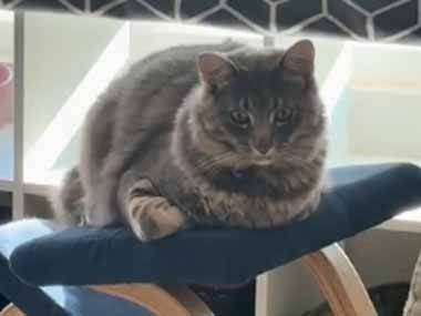 うちの猫がロッキングチェアでくつろぎだした。よっと♪ → 自分でこうします…