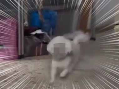 うちの犬がすっ飛んできた。ちょっと静かにしてよ！ → 犬はこんな顔です…