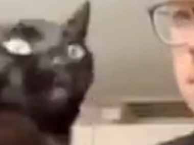 うちのネコが目の前にやってきた。第三の目を開眼だ！ → 猫はこうします…
