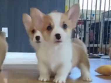 子イヌたちが床にいた。捕まったら大変だ！ → とても危険なモンスターたちはこちらです…