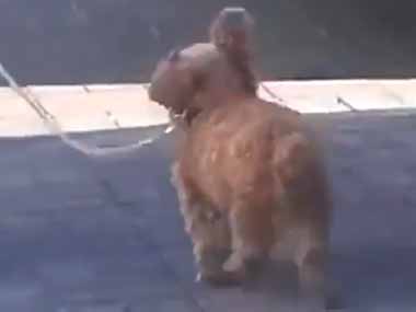 小さなイヌが飼い主と散歩していた。うきうきランラン♪ → こんな歩き方です…