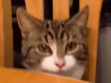 ネコの「おやつ」をテーブルの上に置いてみた。もらったぁ！ → 猫はこんな動きです…