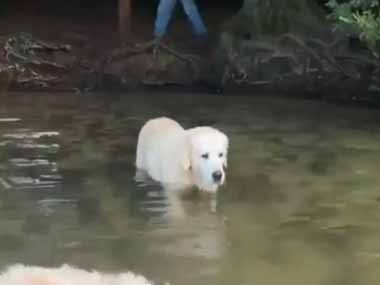 イヌたちが湖で遊んでいた。白鳥の湖だワン♪ → １匹はずっとこんな様子です…
