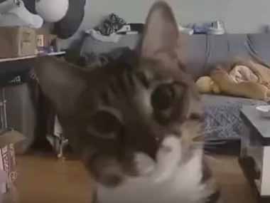 猫にペットカメラ越しに呼びかけてみる。むむむっ！ → 猫たちこんな様子です…