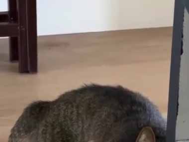 頼まれたので友人が飼っている猫にエサをあげに行った。はじめまして♪ → 猫はこんな顔です…
