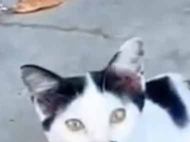 ネコの模様は千差万別。みんなちがって、みんないい♪ → 個性的な猫たちはこちらです…