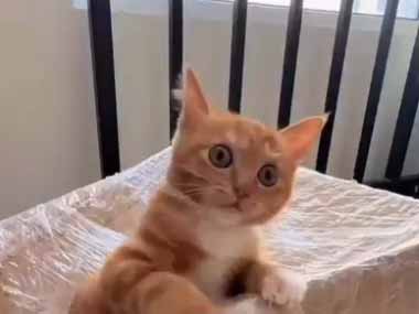 お腹を空かせた猛獣が箱の中にいた。早く食い物よこせ～さもないとお前を食っちまうぞ！ → さっきからこんな顔です…