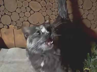 うちのネコはこれが好き。もっと、もっと叩くのだ！ → サウナで猫はこうなります…
