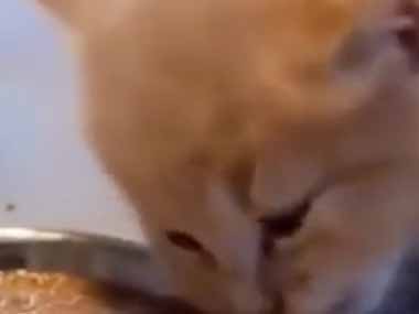 子ネコが離乳食にチャレンジする。なんか固いんですけどぉ！ → 子猫、間違いです…