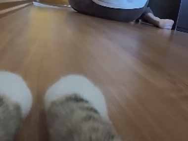 うちの猫が家の中で遊んでいた。障害物を越えたり、オモチャを追いかけたり → 猫視点はこちらです…