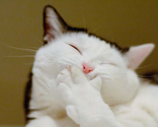 笑うネコには福きたる 猫たちが見せる にゃっこりな笑顔 はこんな