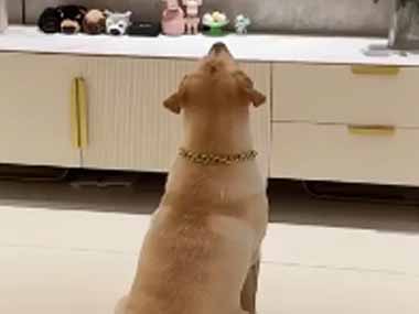 うちの犬がテレビを熱心に見ていた。それはホラー映画だった → こうなっちゃう…