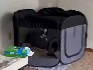 ３匹の子猫がペットサークルの中にいた。早くゴハ～ン！ → １匹はこんな様子です…