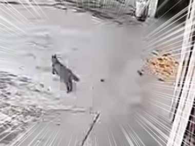 １匹の犬がイジメられていた。ケンカはそこまでだぁ！ → 勇敢な猫はこうします…