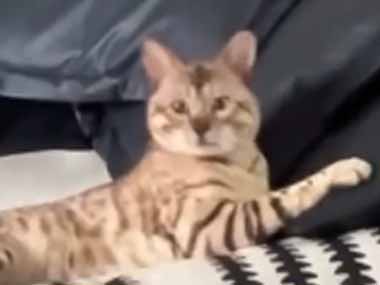 ネコの「それ」は独立した生き物だ。むむむっ！ → 猫たちは自分の尻尾にこうなります…