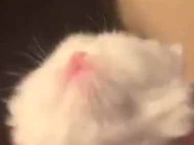 子ネコが手のひらの上にいた。これはヌイグルミですか？ → 熟睡中の子猫はこちらです…