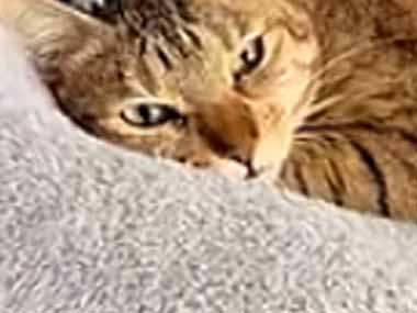 猫がソファでくつろいでいた。頭の上にマッサージ器を置いてみる → 猫はこうなった…