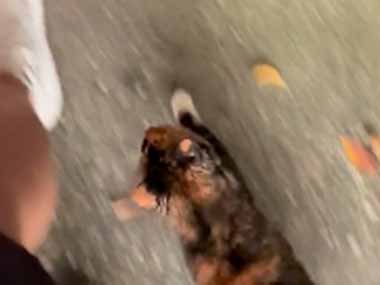 近所で子ネコが捨てられていた。私を見つけるとアパートまでついてきた → 子猫は私を選んだようです…