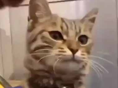 うちの猫にホットドッグ（エア）をあげてみる。あれれ？ → 猫はこうなる…