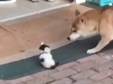 １匹の子ネコが店の前にいた。近づいた犬が吠えている。危ない、子猫がピンチだ！ → すると…