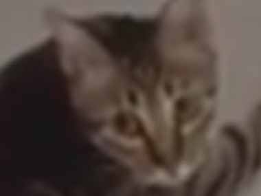 ネコは上下運動をするのが好き。でも部屋にはキャットタワーがない → 猫はこうやって遊びます…