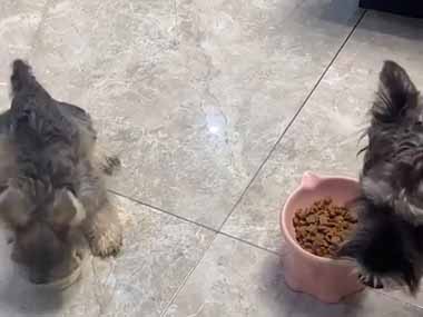 ふたりは並んでゴハンを食べていた。その動きは何ですか？ → すべては計画通りです…