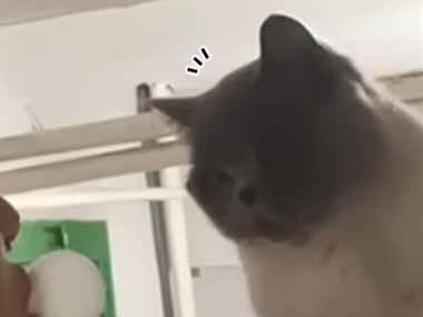 【ネコ】 お姉さんが風船ガムを噛んでいた。猫の目の前で膨らましてみる → こうなります…