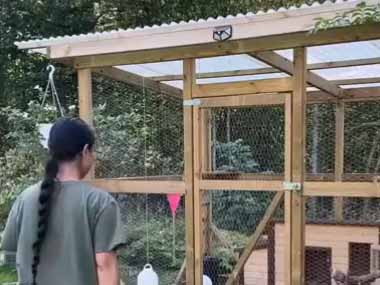 ニワトリたちを鳥小屋から出して運動させる。でも猛禽類に狙われて危険だ → こうしてみた…