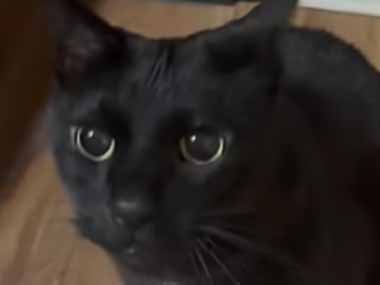 うちのネコは綿棒が好き。見せてみる → こうなります…